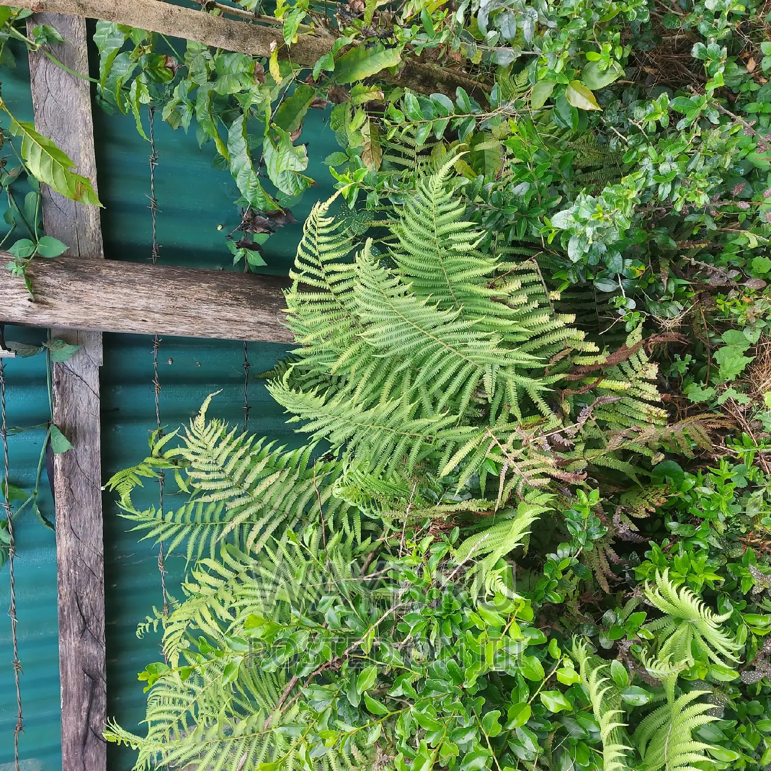 Natural Fern for Sale