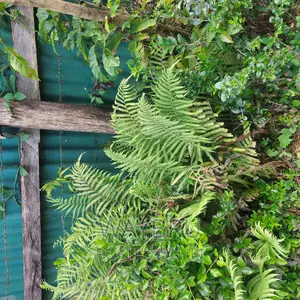 Natural Fern for Sale