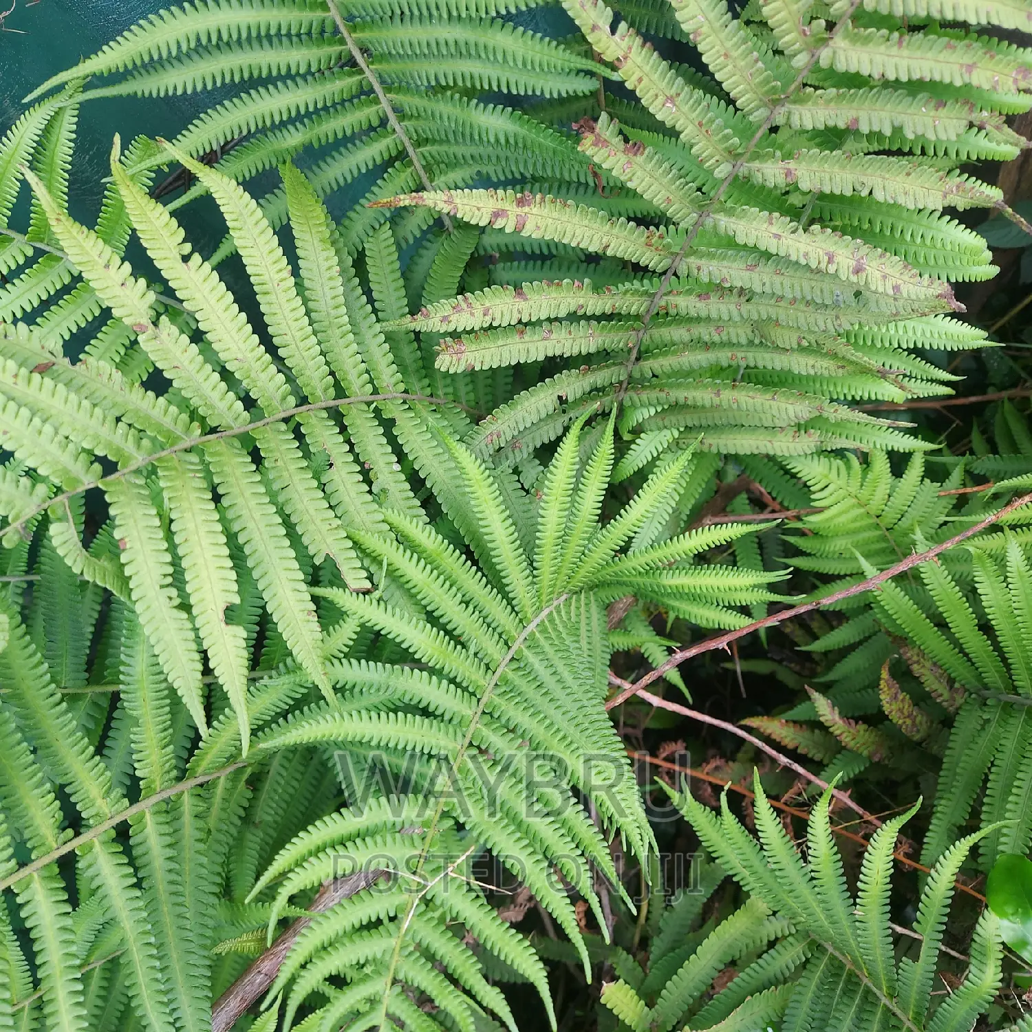Natural Fern for Sale