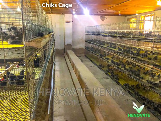 Chicken Cage - main view