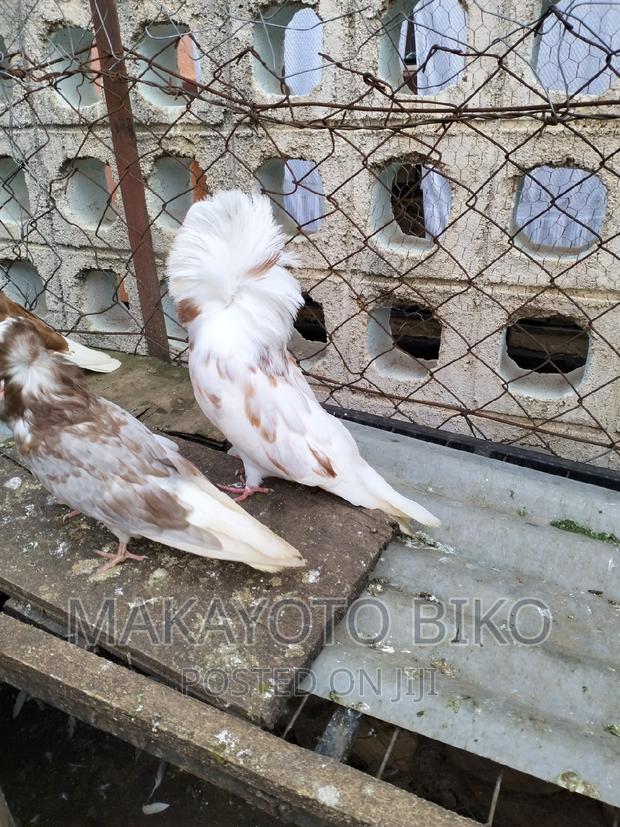 Capuchines Pair - thumbnail 12