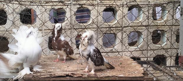 Capuchines Pair - thumbnail 13