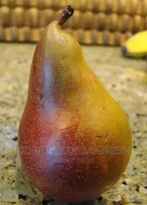 Seckel Pear Seedling Moq 5
