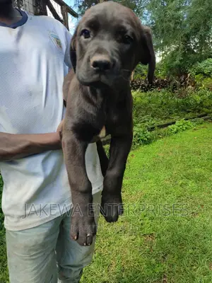 1-3 months Female Purebred Boerboel