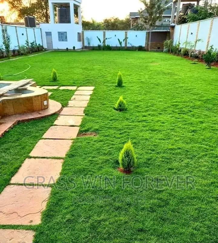 Arabic Grass Pemba Green Zibabwe Capet Grass Is Available