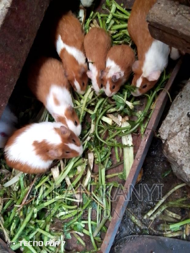 Guinea Pigs for Sale