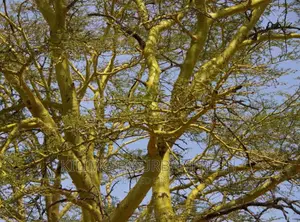 Acacia : Naivasha Thorn / Yellow Bark Moq 40