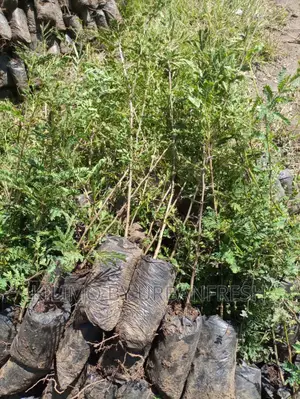 Acacia : Naivasha Thorn / Yellow Bark Moq 40