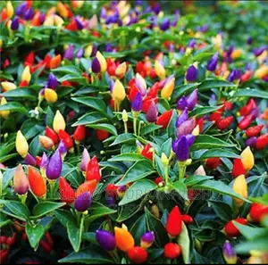 Bolivian Rainbow Peppers Seedlings. Moq 5.