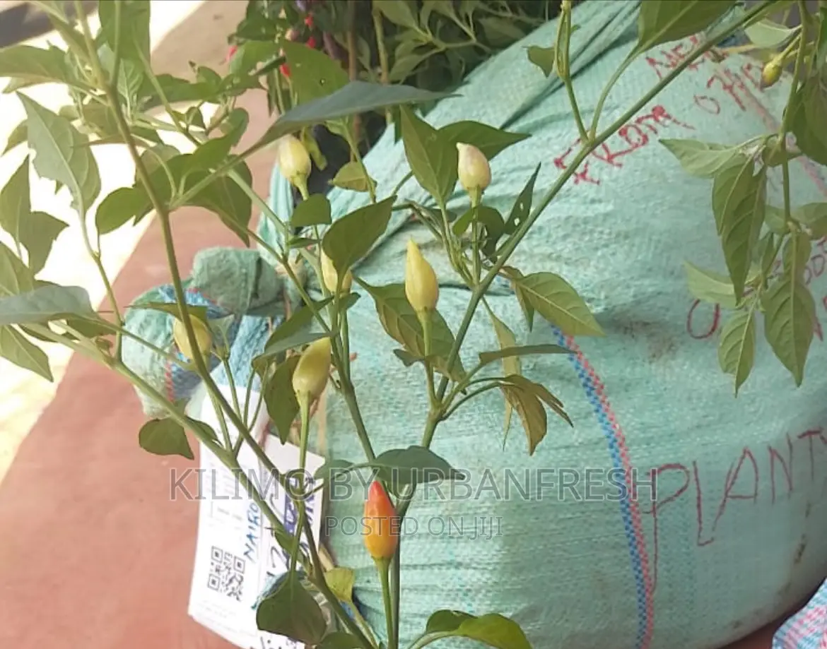Bolivian Rainbow Peppers Seedlings. Moq 5.