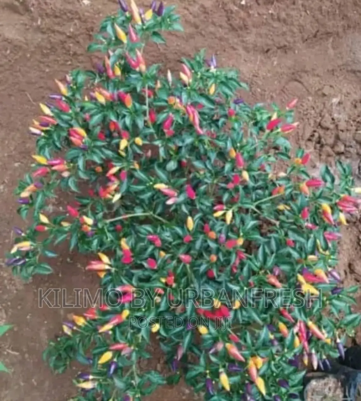 Bolivian Rainbow Peppers Seedlings. Moq 5.