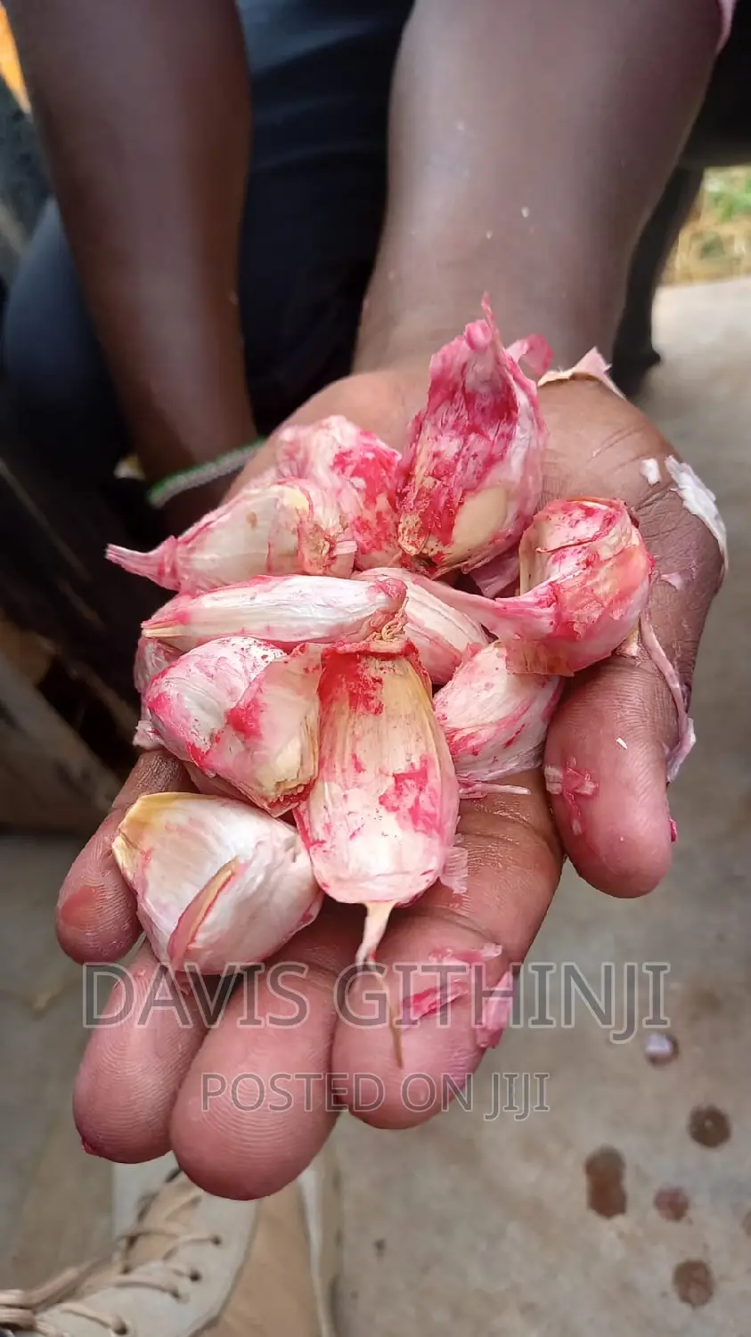 Garlic Seedlings