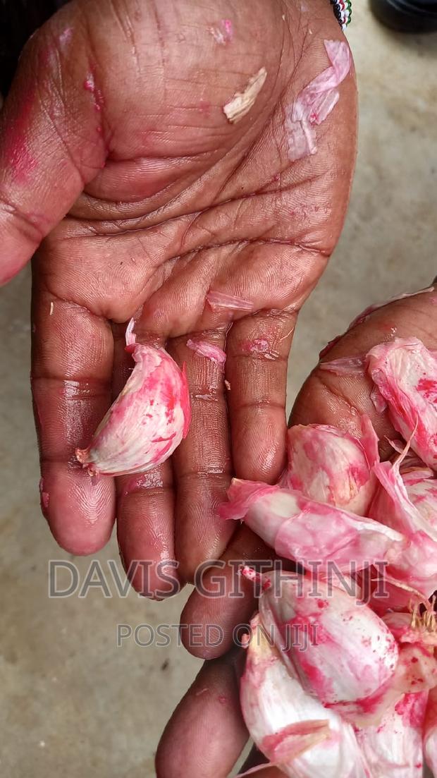 Garlic Seedlings - thumbnail 3