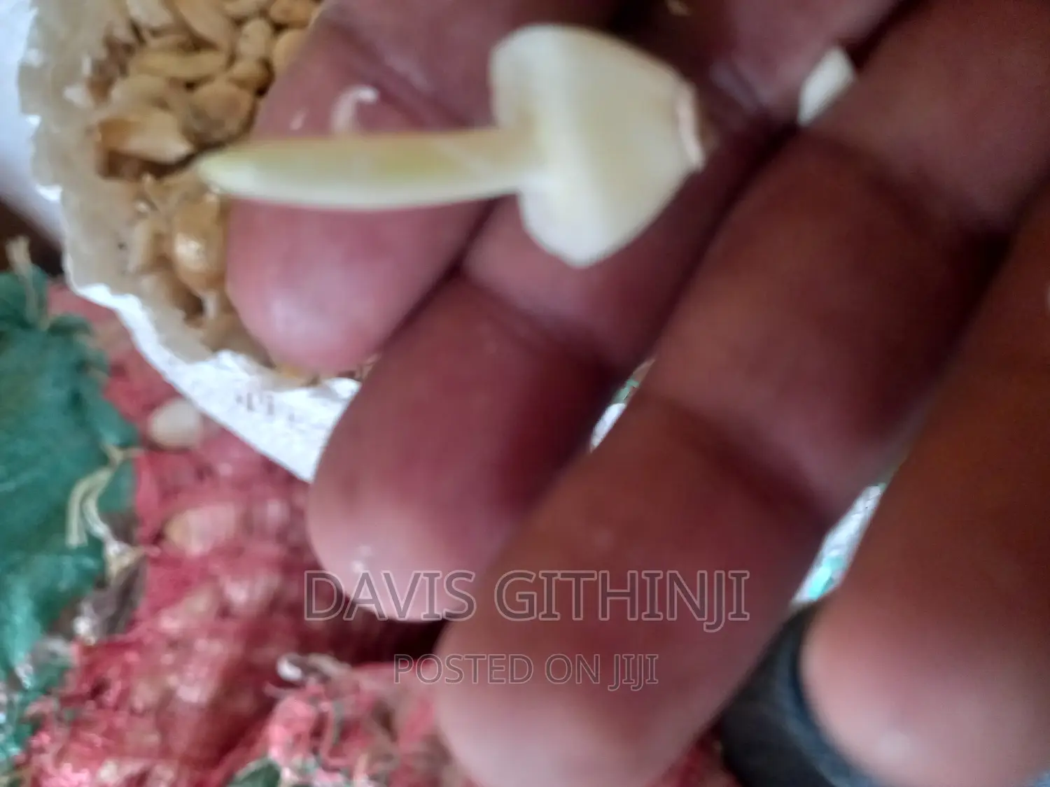 Saumu/Garlic Seeds
