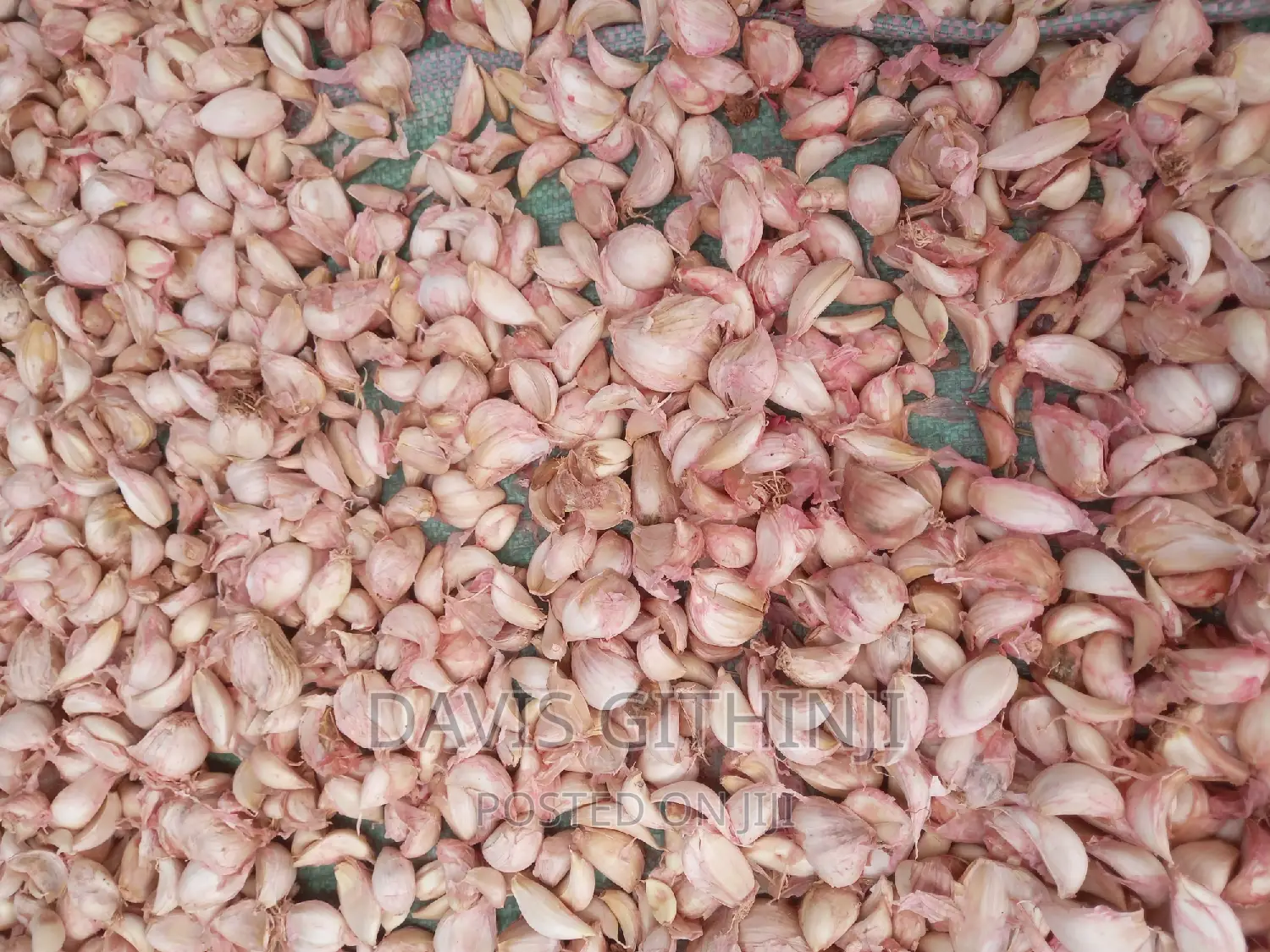 Saumu/Garlic Seeds