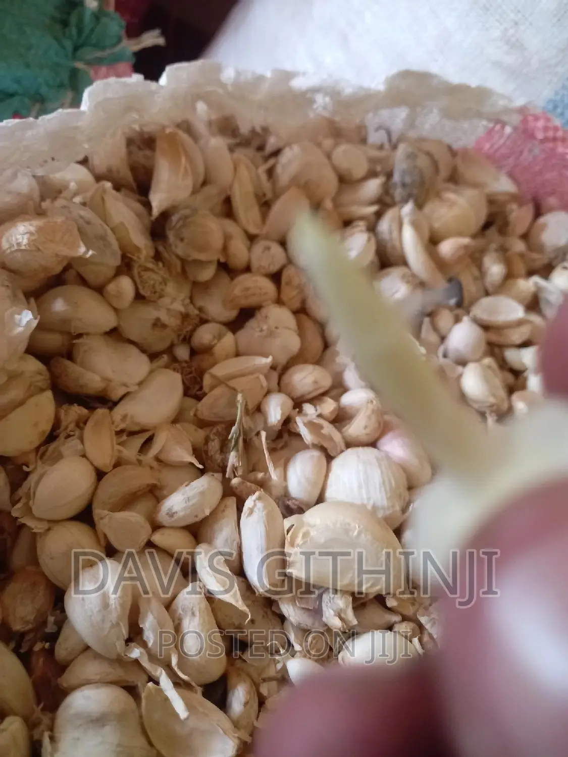 Saumu/Garlic Seeds