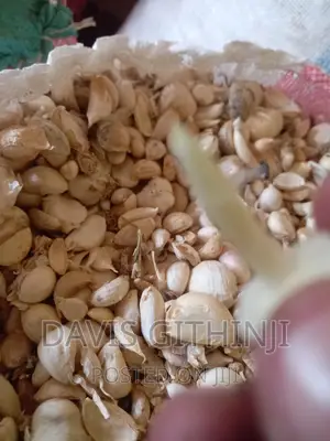 Saumu/Garlic Seeds