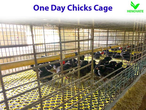 Chicks Cage for One Day - thumbnail 5
