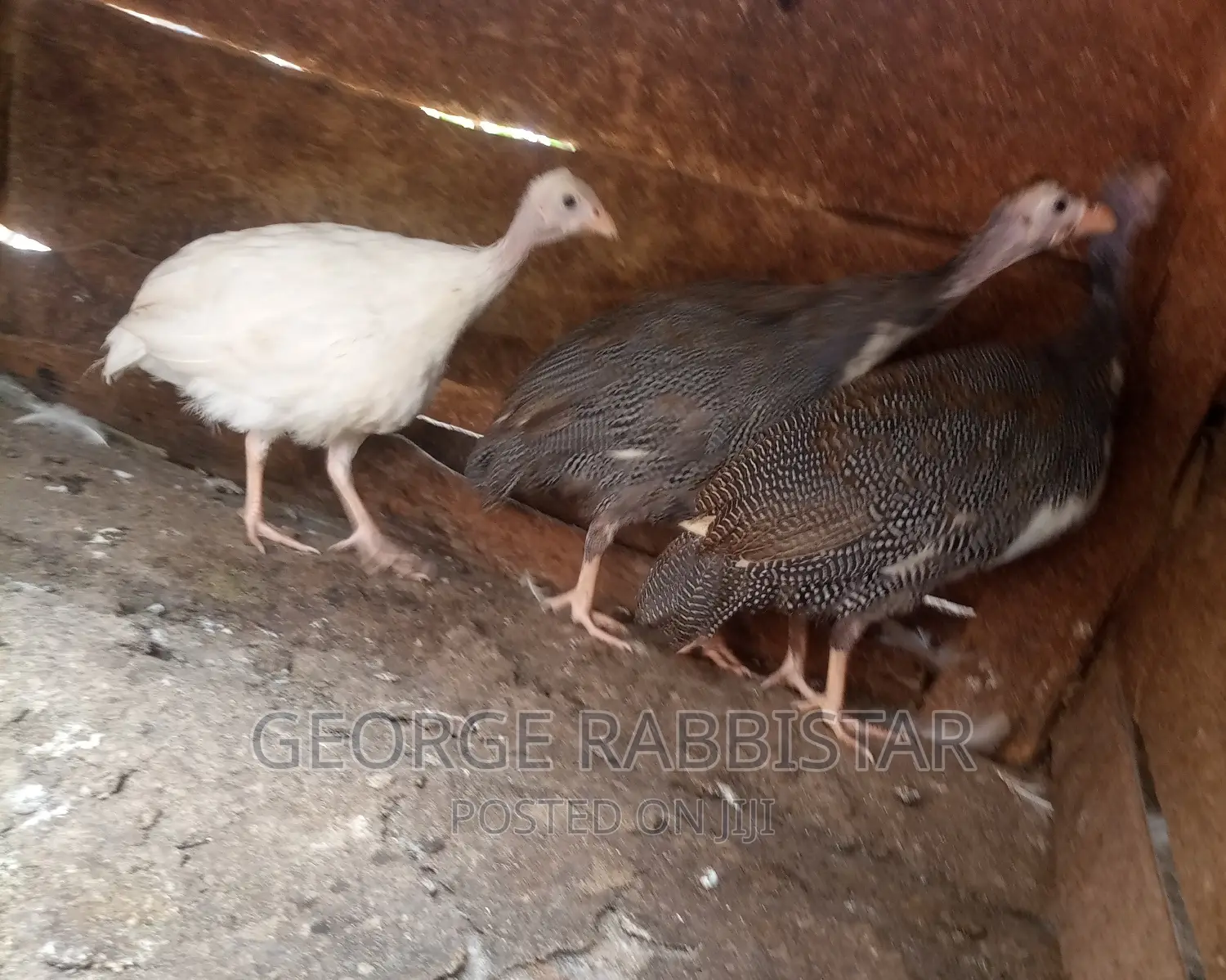 Guinea Fowl Kanga and Turkey