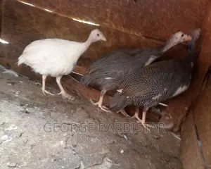 Guinea Fowl Kanga and Turkey