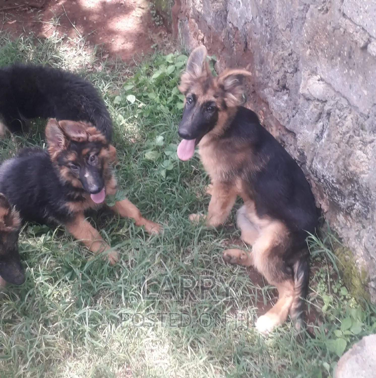 1-3 months Male Purebred German Shepherd