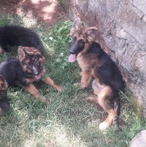 1-3 months Male Purebred German Shepherd - thumbnail 2