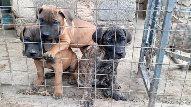 1-3 months Male Purebred Boerboel