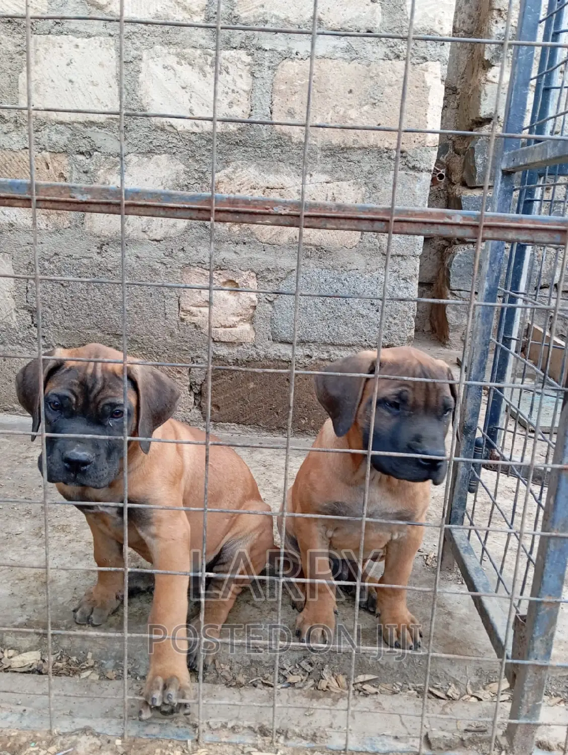 1-3 months Male Purebred Boerboel