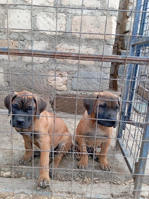 1-3 months Male Purebred Boerboel
