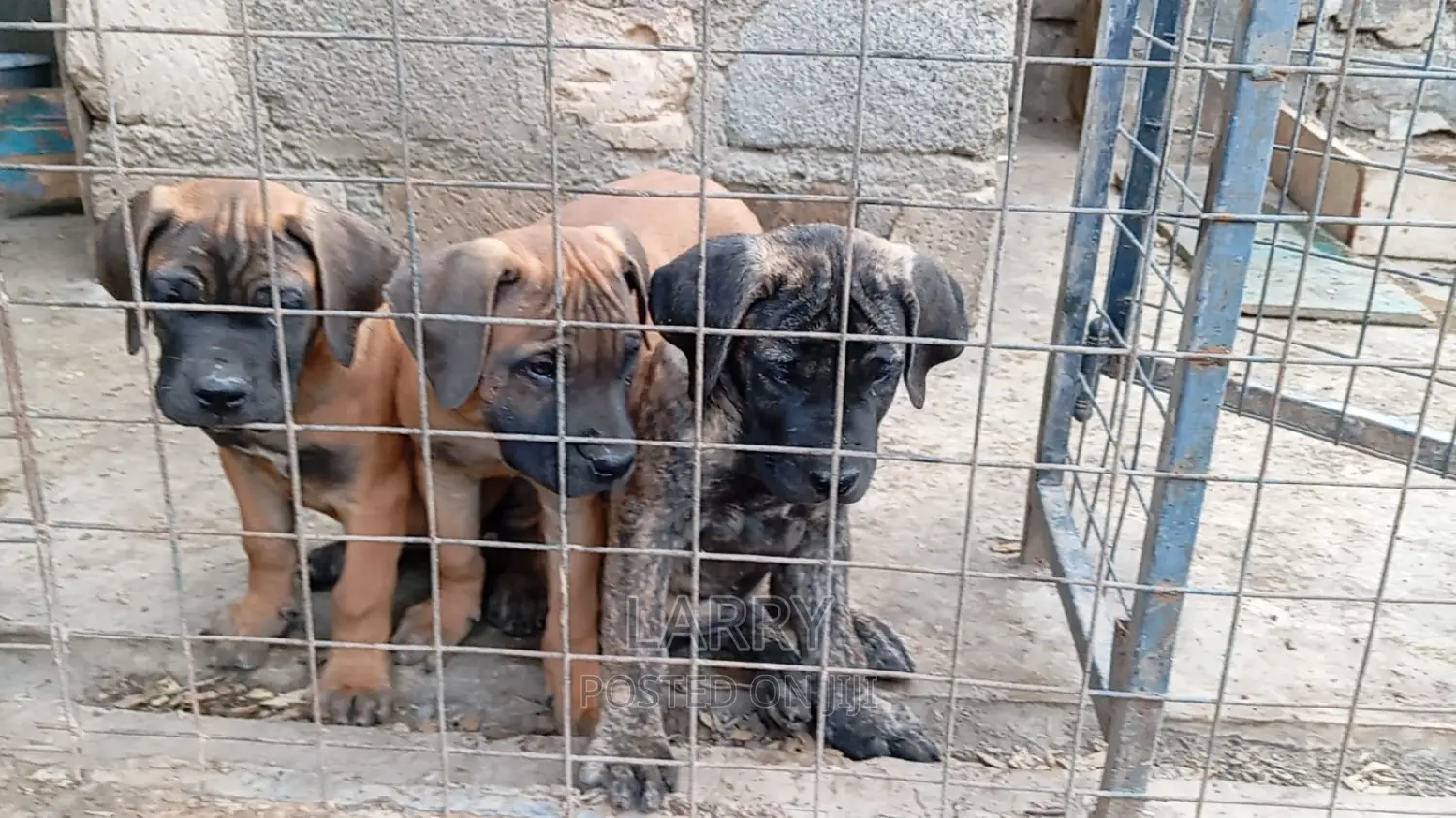 1-3 months Male Purebred Boerboel
