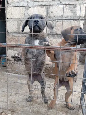 1-3 months Male Purebred Boerboel