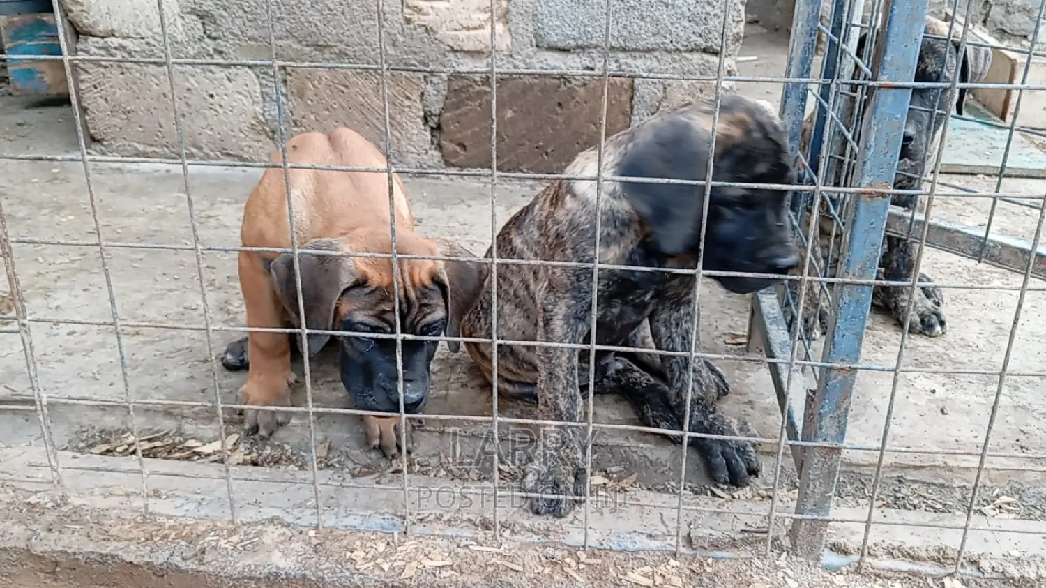 1-3 months Male Purebred Boerboel