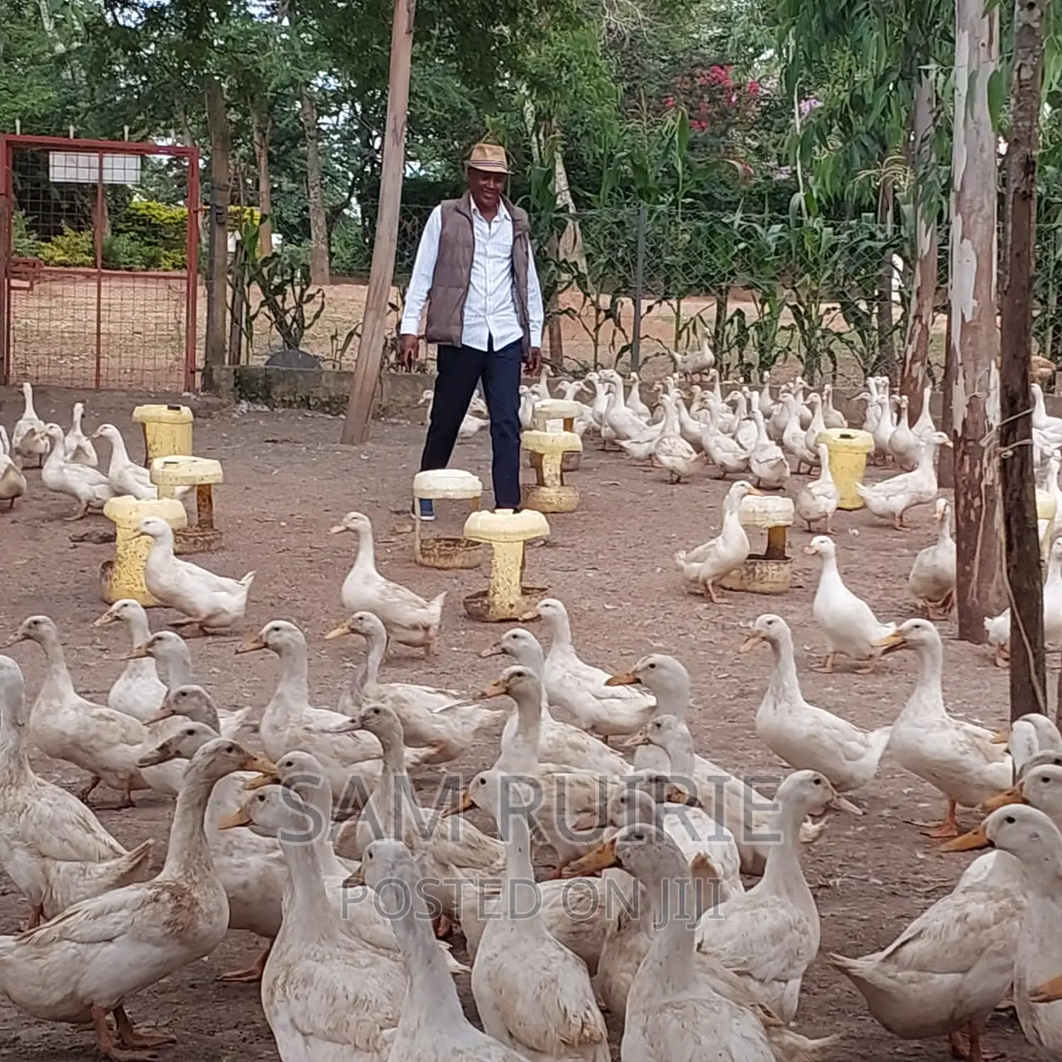 Pekin Jumbo .