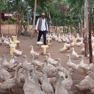 Pekin Jumbo . - thumbnail 2