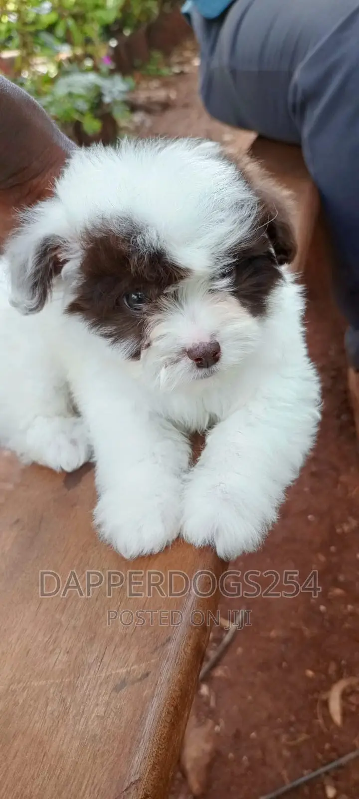 1-3 months Female Purebred Havanese