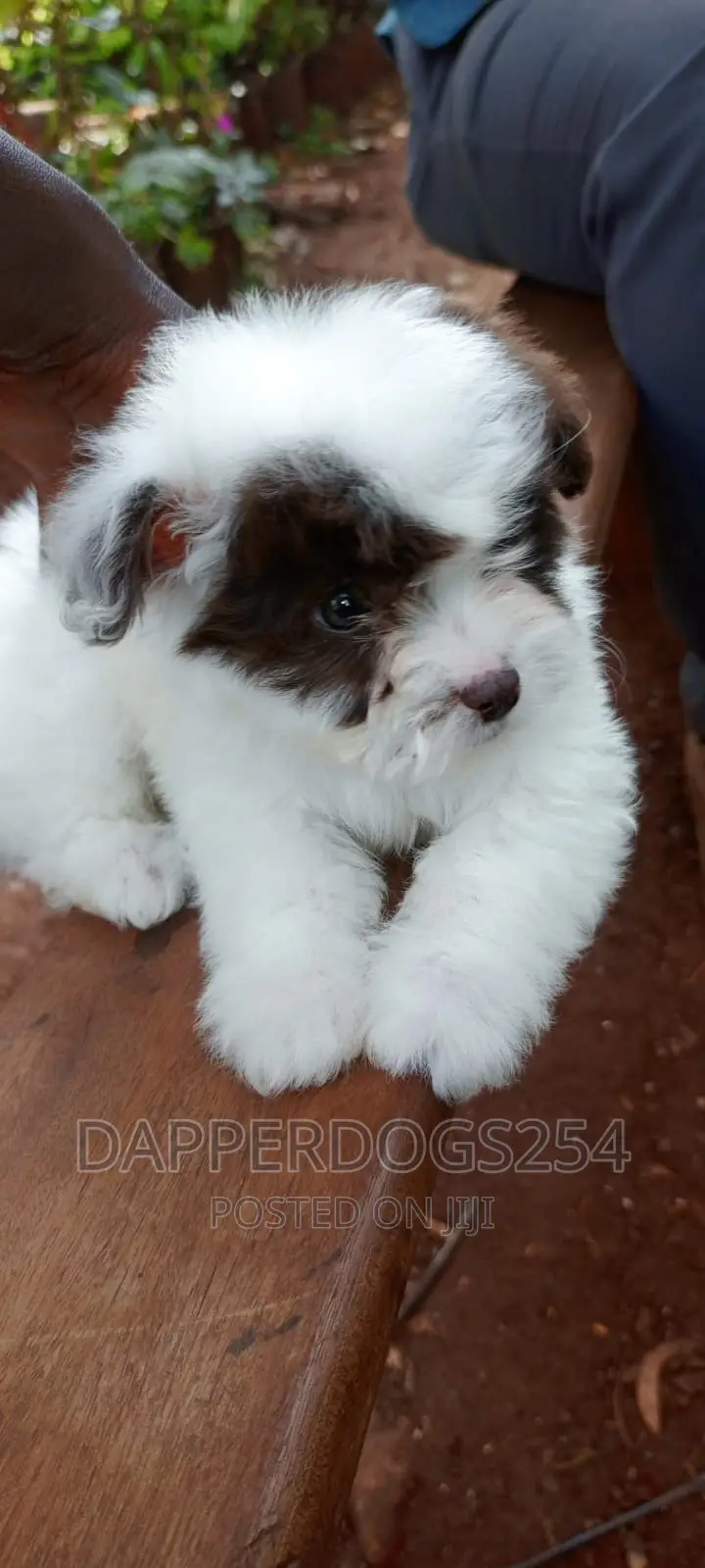 1-3 months Female Purebred Havanese