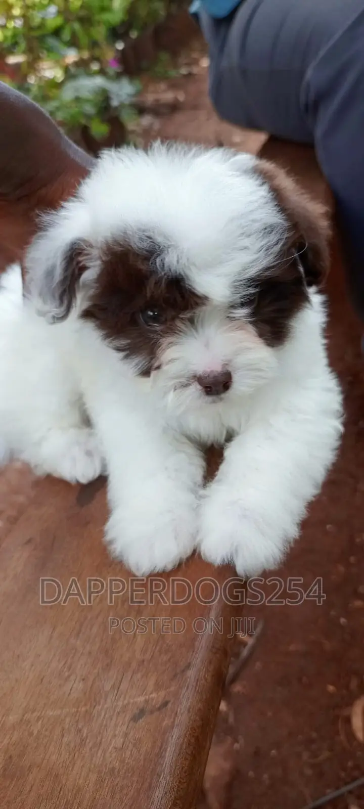 1-3 months Female Purebred Havanese