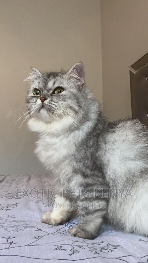 6-12 months Female Purebred Persian - main view