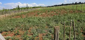 Plots for Sale in Kimumu Marura After Bridge in Eldoret