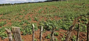Plots for Sale in Kimumu Marura After Bridge in Eldoret