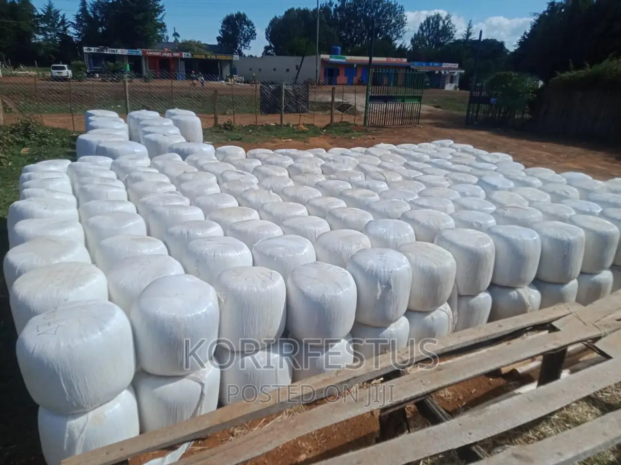Full Corn Maize Silage