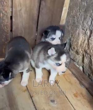 1-3 months Male Purebred Siberian Husky - thumbnail 2