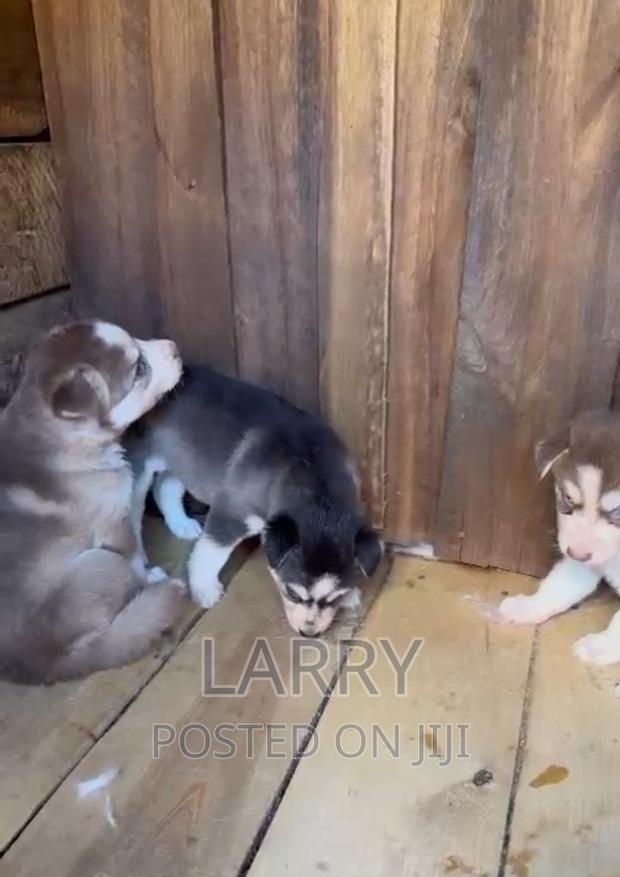 1-3 months Male Purebred Siberian Husky - thumbnail 3