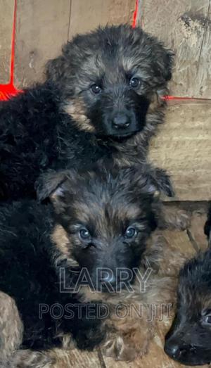 1-3 months Female Purebred German Shepherd - thumbnail 2