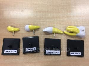 Model Teeth Set ( Incisor, Canine, Pre Molar, Mola) 4X4" - thumbnail 2