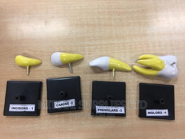 Model Teeth Set ( Incisor, Canine, Pre Molar, Mola) 4X4" - main view