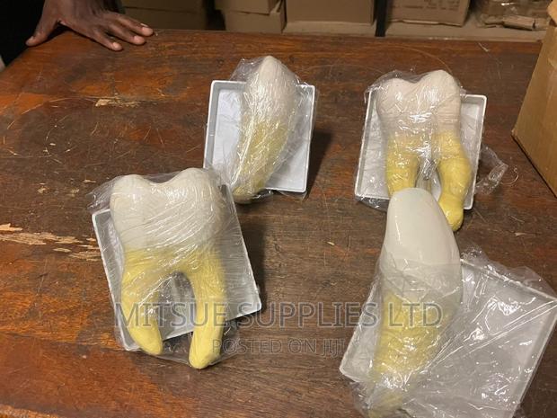 Model Teeth Set ( Incisor, Canine, Pre Molar, Mola) 4X4" - thumbnail 3