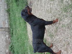 1+ year Female Purebred Rottweiler - thumbnail 2