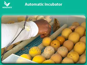 Best Quality Poultry Incubators(New and Affordable