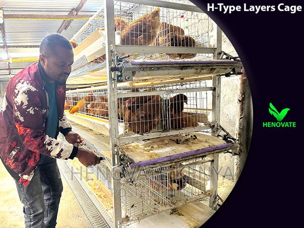 H Type Layer Chicken Cage/Easy Egg Collect - thumbnail 2